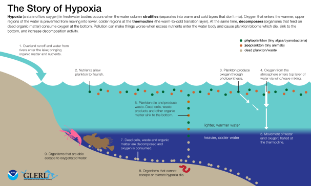 The story of hypoxia