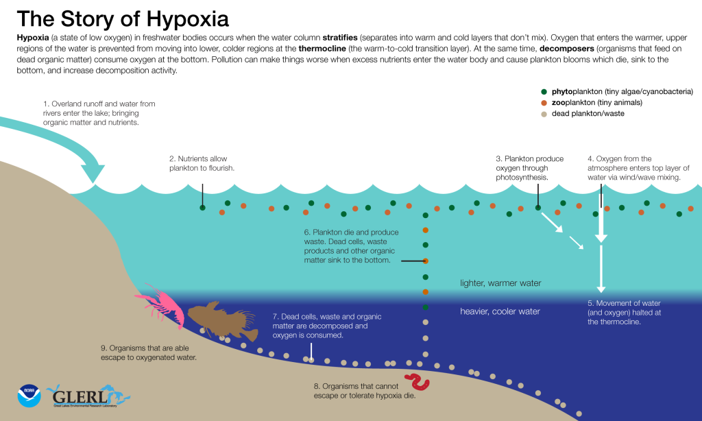This infographic depicts a lake being separated into a cold bottom layer and a warm top layer. Oxygen cannot reach the cold bottom layer and organisms either escape or die as a result.